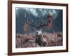 A Red Stag Adorns Himself with Foliage on a Winter Morning in Richmond Park-Alex Saberi-Framed Photographic Print