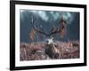 A Red Stag Adorns Himself with Foliage on a Winter Morning in Richmond Park-Alex Saberi-Framed Photographic Print