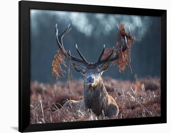 A Red Stag Adorns Himself with Foliage on a Winter Morning in Richmond Park-Alex Saberi-Framed Photographic Print