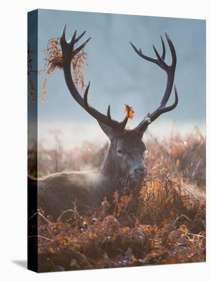 A Red Stag Adorns Himself with Foliage on a Winter Morning in Richmond Park-Alex Saberi-Stretched Canvas