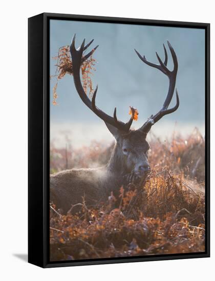 A Red Stag Adorns Himself with Foliage on a Winter Morning in Richmond Park-Alex Saberi-Framed Stretched Canvas