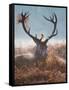 A Red Stag Adorns Himself with Foliage on a Winter Morning in Richmond Park-Alex Saberi-Framed Stretched Canvas