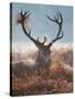A Red Stag Adorns Himself with Foliage on a Winter Morning in Richmond Park-Alex Saberi-Stretched Canvas