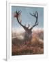 A Red Stag Adorns Himself with Foliage on a Winter Morning in Richmond Park-Alex Saberi-Framed Premium Photographic Print