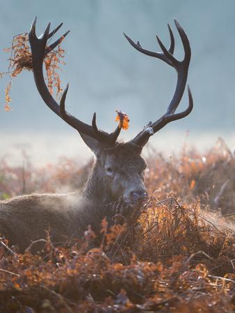 https://imgc.allpostersimages.com/img/posters/a-red-stag-adorns-himself-with-foliage-on-a-winter-morning-in-richmond-park_u-L-POKTVX0.jpg?artPerspective=n