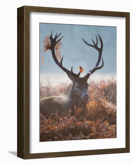 A Red Stag Adorns Himself with Foliage on a Winter Morning in Richmond Park-Alex Saberi-Framed Photographic Print