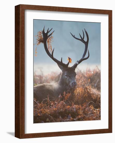 A Red Stag Adorns Himself with Foliage on a Winter Morning in Richmond Park-Alex Saberi-Framed Photographic Print