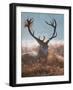 A Red Stag Adorns Himself with Foliage on a Winter Morning in Richmond Park-Alex Saberi-Framed Photographic Print