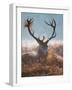 A Red Stag Adorns Himself with Foliage on a Winter Morning in Richmond Park-Alex Saberi-Framed Photographic Print