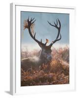 A Red Stag Adorns Himself with Foliage on a Winter Morning in Richmond Park-Alex Saberi-Framed Photographic Print
