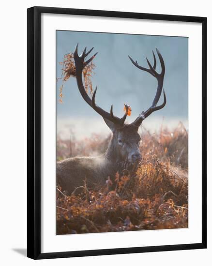 A Red Stag Adorns Himself with Foliage on a Winter Morning in Richmond Park-Alex Saberi-Framed Photographic Print