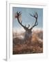 A Red Stag Adorns Himself with Foliage on a Winter Morning in Richmond Park-Alex Saberi-Framed Photographic Print