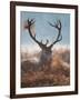 A Red Stag Adorns Himself with Foliage on a Winter Morning in Richmond Park-Alex Saberi-Framed Photographic Print