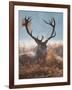 A Red Stag Adorns Himself with Foliage on a Winter Morning in Richmond Park-Alex Saberi-Framed Photographic Print