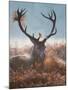 A Red Stag Adorns Himself with Foliage on a Winter Morning in Richmond Park-Alex Saberi-Mounted Photographic Print