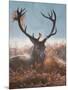 A Red Stag Adorns Himself with Foliage on a Winter Morning in Richmond Park-Alex Saberi-Mounted Photographic Print