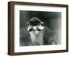 A Red-Tailed/Black-Cheeked White-Nosed/Redtail Monkey or Schmidt's/Red-Tailed Guenon, London Zoo, 1-Frederick William Bond-Framed Giclee Print