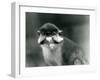 A Red-Tailed/Black-Cheeked White-Nosed/Redtail Monkey or Schmidt's/Red-Tailed Guenon, London Zoo, 1-Frederick William Bond-Framed Giclee Print