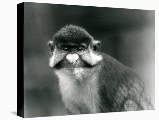 A Red-Tailed/Black-Cheeked White-Nosed/Redtail Monkey or Schmidt's/Red-Tailed Guenon, London Zoo, 1-Frederick William Bond-Stretched Canvas