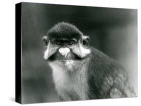 A Red-Tailed/Black-Cheeked White-Nosed/Redtail Monkey or Schmidt's/Red-Tailed Guenon, London Zoo, 1-Frederick William Bond-Stretched Canvas