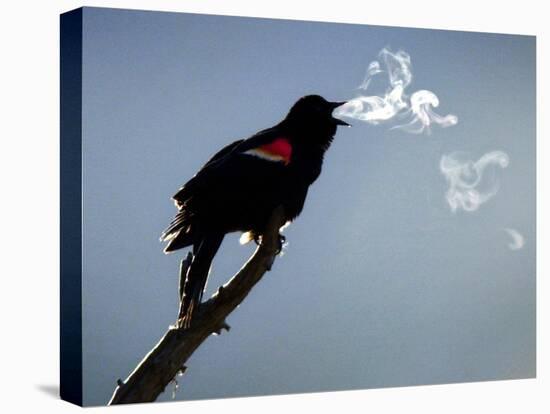 A Red-Winged Blackbird-null-Stretched Canvas