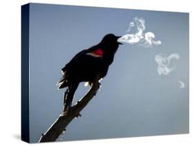 A Red-Winged Blackbird-null-Stretched Canvas