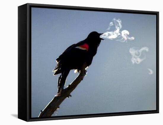 A Red-Winged Blackbird-null-Framed Stretched Canvas