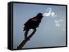 A Red-Winged Blackbird-null-Framed Stretched Canvas