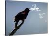 A Red-Winged Blackbird-null-Stretched Canvas