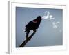 A Red-Winged Blackbird-null-Framed Photographic Print