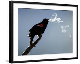 A Red-Winged Blackbird-null-Framed Photographic Print