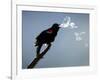 A Red-Winged Blackbird-null-Framed Photographic Print