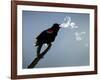 A Red-Winged Blackbird-null-Framed Photographic Print