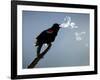 A Red-Winged Blackbird-null-Framed Photographic Print