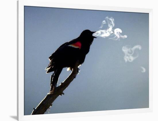 A Red-Winged Blackbird-null-Framed Photographic Print