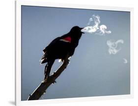 A Red-Winged Blackbird-null-Framed Photographic Print