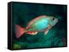 A Redband Parrotfish Floats Motionless Off the Coast of Key Largo, Florida-Stocktrek Images-Framed Stretched Canvas