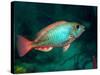 A Redband Parrotfish Floats Motionless Off the Coast of Key Largo, Florida-Stocktrek Images-Stretched Canvas