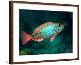 A Redband Parrotfish Floats Motionless Off the Coast of Key Largo, Florida-Stocktrek Images-Framed Photographic Print