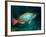 A Redband Parrotfish Floats Motionless Off the Coast of Key Largo, Florida-Stocktrek Images-Framed Photographic Print