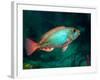 A Redband Parrotfish Floats Motionless Off the Coast of Key Largo, Florida-Stocktrek Images-Framed Photographic Print