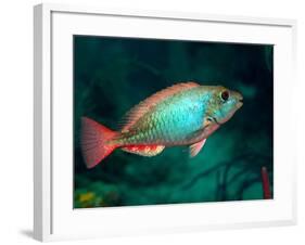 A Redband Parrotfish Floats Motionless Off the Coast of Key Largo, Florida-Stocktrek Images-Framed Photographic Print