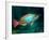 A Redband Parrotfish Floats Motionless Off the Coast of Key Largo, Florida-Stocktrek Images-Framed Photographic Print