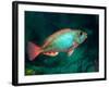 A Redband Parrotfish Floats Motionless Off the Coast of Key Largo, Florida-Stocktrek Images-Framed Photographic Print