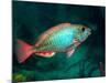 A Redband Parrotfish Floats Motionless Off the Coast of Key Largo, Florida-Stocktrek Images-Mounted Photographic Print