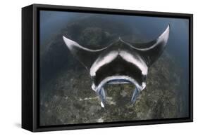A Reef Manta Ray Swimming Above a Reef Top, Indonesia-Stocktrek Images-Framed Stretched Canvas