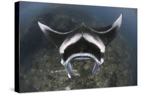 A Reef Manta Ray Swimming Above a Reef Top, Indonesia-Stocktrek Images-Stretched Canvas