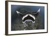 A Reef Manta Ray Swimming Above a Reef Top, Indonesia-Stocktrek Images-Framed Photographic Print