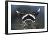 A Reef Manta Ray Swimming Above a Reef Top, Indonesia-Stocktrek Images-Framed Photographic Print