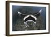 A Reef Manta Ray Swimming Above a Reef Top, Indonesia-Stocktrek Images-Framed Photographic Print